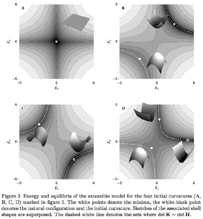 Three stable states of an orthotropic shell. In this paper it is proved that untwisted, uniformly curved, orthotropic shells can have up to 3 stable equilibrium positions