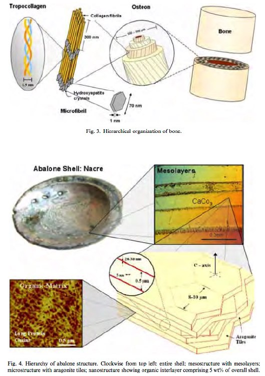 Hierarchical structure of bone and abalone structure