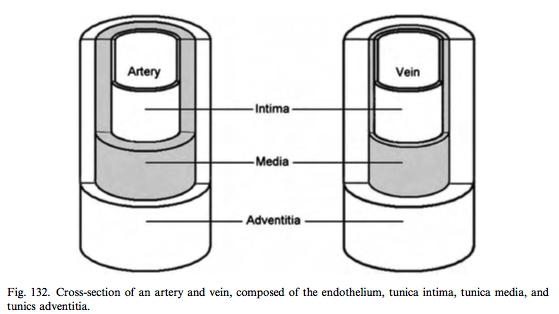 Layered structure of artery and vein
