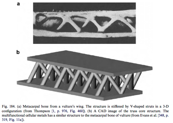 Truss-core sandwich structure of a metacarpal bone from a vulture's wing and a computerized model