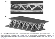 Truss-core sandwich structure of a metacarpal bone from a vulture's wing and a computerized model