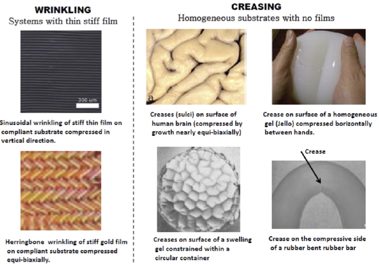 Wrinkling and Creasing as types of buckling in soft materials