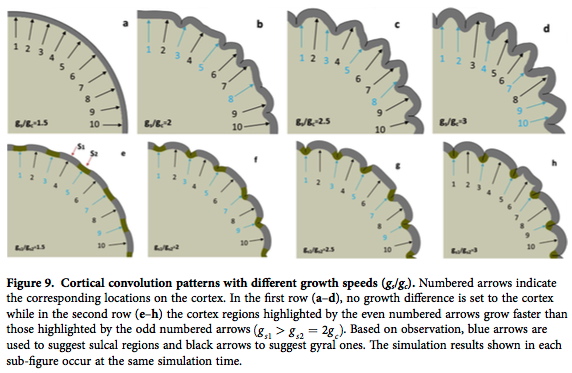 Cortex folding patterns for: (a-d) uniform gs/gc around the circumference; (e-h) non-uniform gs/gc around circumference