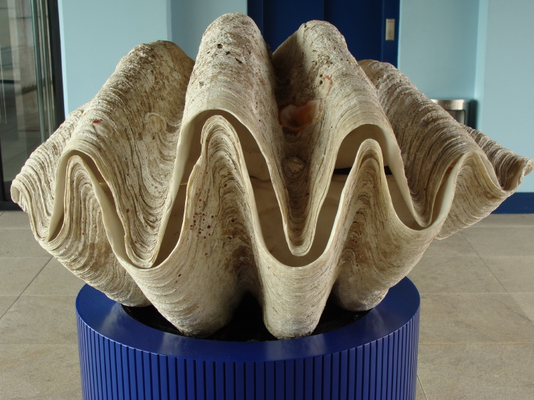 Giant clam shell (about 3 feet across)
