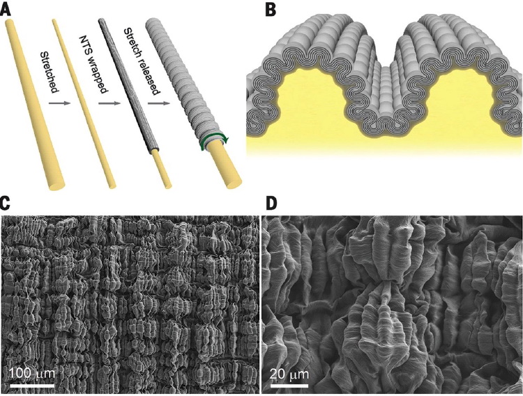 Hierarchically buckled sheath-core fibers for superelastic electronics, sensors, and muscles