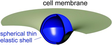 Cell membrane wrapping around a spherical thin elastic shell
