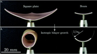 The morphing of bilayers with growth