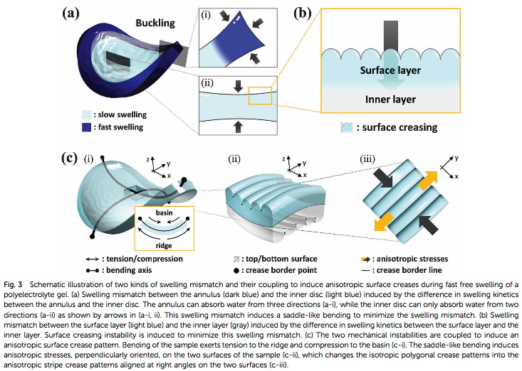 Coupled instabilities of surface crease and bulk bending during fast free swelling of hydrogels