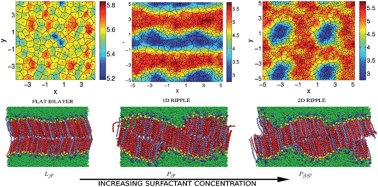 Laterally structured ripple and square phases with one and two dimensioinal thickness modulations in a model bilayer system