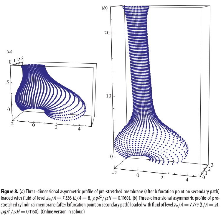 Non-axisymmetric profiles of 2 prestretched cylindrical membranes [(a) L/A=8 and (b) L/A = 24] after the bifurcation point on the secondary equilibrium path