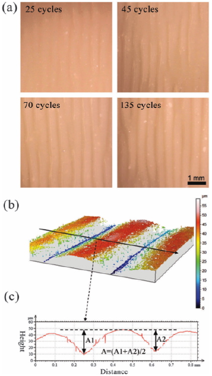 Ridge formation (buckling) in plastic liquid films on elastomers by ratcheting