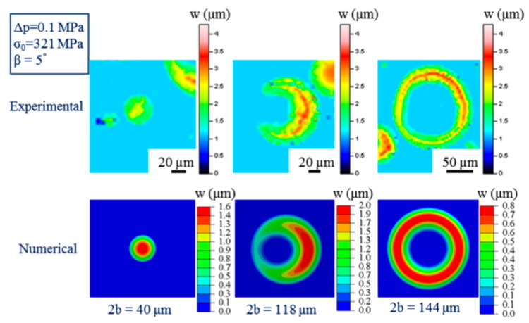 Donut- and croissant-shaped microbuckles from experiments and numerical models