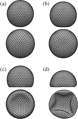 Side and bottom views of an adhering spherical shells for scaled elastic constants (Cs/ε,Cb/ε) equal to (a) (1000,1000), (b) (150,