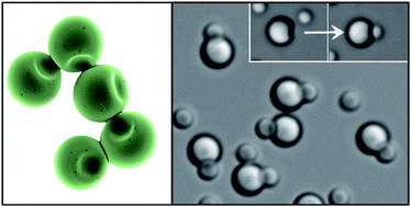 left: Axisymmetrically buckled particles, right: Initial formation of 