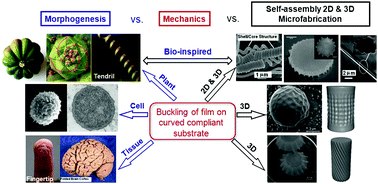 Buckling of thin film on curved compliant substrate and its relationship to morphogenesis and microfabrication