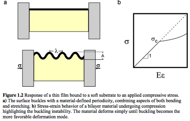 Diagram of the buckling of a thin film on a horizontally compressed soft substrate