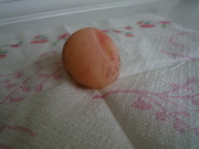 Buckling (creasing) of an egg without a shell