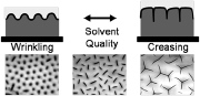 Solvent-induced transition of surface instability from wrinkles to creases