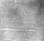 Fingerprint whorl (from Wikipedia)