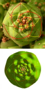 Spiral patterns in cactus: TOP: actual; BOTTOM: computer simulation