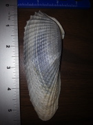 An undamaged angel wing shell, found and photographed by Allen Waters of NASA Langley Research Center