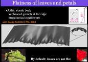 Why leaves and petals are not flat at their edges