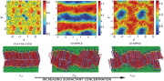 Laterally structured ripple and square phases with one and two dimensioinal thickness modulations in a model bilayer system