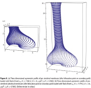 Non-axisymmetric profiles of 2 prestretched cylindrical membranes [(a) L/A=8 and (b) L/A = 24] after the bifurcation point on the secondary equilibrium path