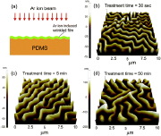 An Ar-ion-beam induced wrinkled film on a PDMS compliant substrate