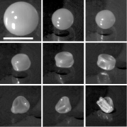 Pictures showing the different steps of the drying for 170 nm colloids, scale bar represents 1mm.