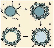 Schematic of fabrication of multilayer spherical microcapsules