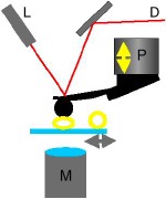 Schematic of a way in which a microcapsule can be compressed between the AFM cantilever and a rigid flat surface