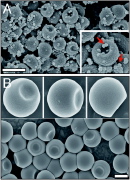 (B) Axisymmetrically buckled monodisperse silicon oil droplets