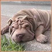 Wrinkled dog (from http://myserendipitylife.com/misc/preventing-wrinkles/ by Candace Reid, May 31, 2012)