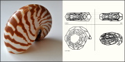 A nautilus shell and a 