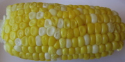 Corn cob: Many of the corn kernals have buckled, while others remain unbuckled