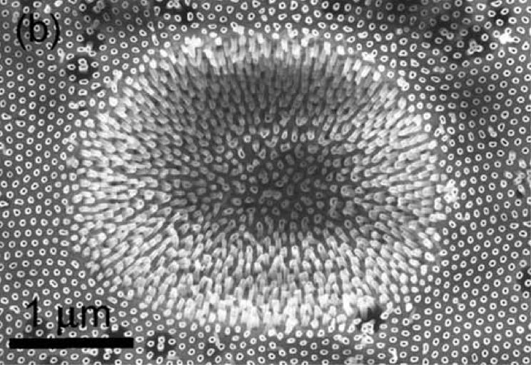 The spherical indenter has impinged on a circular region of the array of multiwalled nanotubes