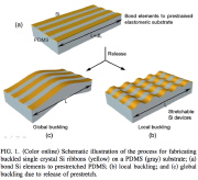 Thin film on an elastomeric substrate: global and local buckling