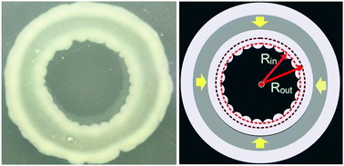 Buckles form along the inner edge of a growing annular colony of bacteria
