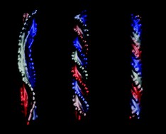 From ribbons to tubules: A computational study of the polymorphism in aggregation of helical filaments
