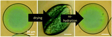 Microcapsule drying and buckling, then being restored upon re-hydration