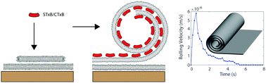 Membrane rolling induced by bacterial toxins