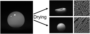 Spherical droplets buckling during drying