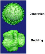 Particle desorption versus fluid interface buckling of a particle-covered drop subject to compression