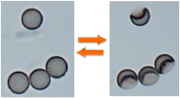 Controlled reversible buckling of polydopamine spherical microcapsules