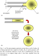 Large deformation of a single cell from (a) aspiration and  (b) expelling by a micropipette