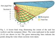 Schematic of the locut's hind wing